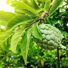 Sharifa Custard Apple